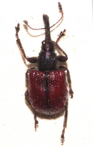 Tatianaerhynchites aequatus